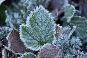Closeup of frozen leaves, blurred natural background Closeup of frozen leaves, blurred natural background